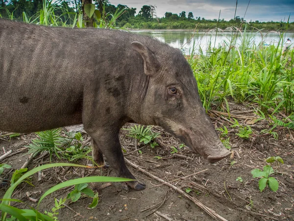 Black Wild Boar Pig River Looking Something Eat West Papua — Φωτογραφία Αρχείου