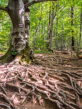 Polonya 'nın Bieszczady Dağları' ndaki Polonina Carynska 'ya doğru yol alıyoruz. Avrupa, Podkarpackie Voyvoda, Bieszczady,