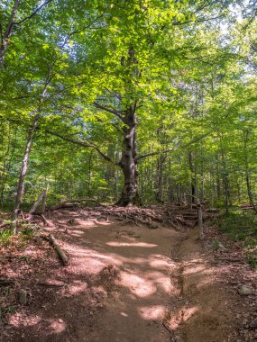 Polonya 'nın Bieszczady Dağları' ndaki Polonina Carynska 'ya doğru yol alıyoruz. Avrupa, Podkarpackie Voyvoda, Bieszczady,