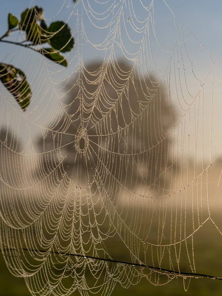 Spider Web Dew Foggy Morning Meadow Next Bug River Podlasie — Foto de Stock