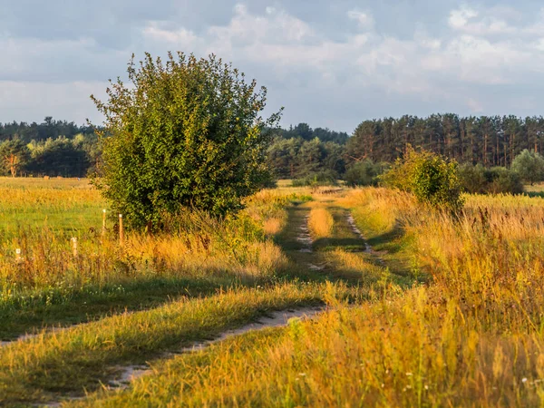 Kırsal Bir Yol Podlasie Podlachia Polonya Avrupa Bölgeye Podlasko Veya — Stok fotoğraf