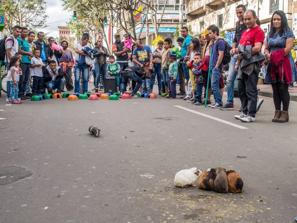 Bogota Kolumbia Május 2016 Kolumbiai Emberek Fogadásokat Tengerimalac Versenyek Utcán — Stock Fotó