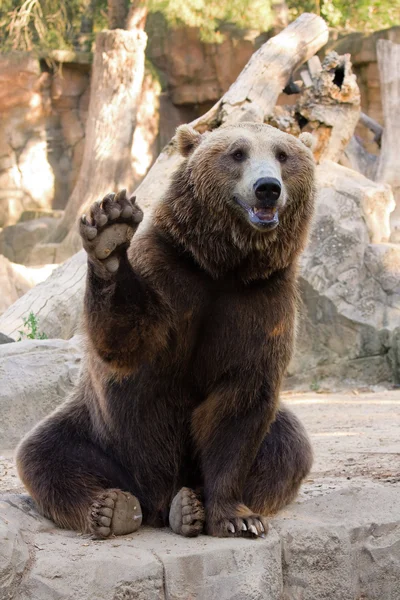 Urso marrom Olá — Fotografia de Stock