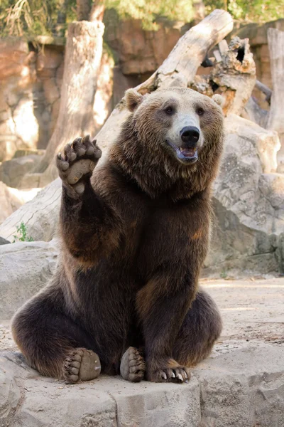 棕色的熊你好 免版税图库照片