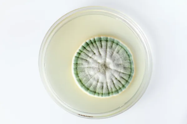 Growth of a fungus in plate isolated in white — Stock Photo, Image