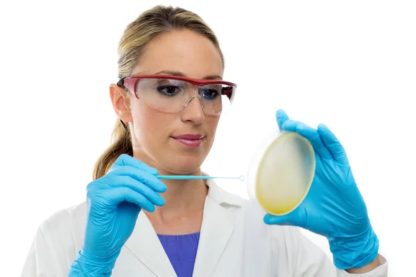 Young woman preparing a petri dish — Stock Photo, Image