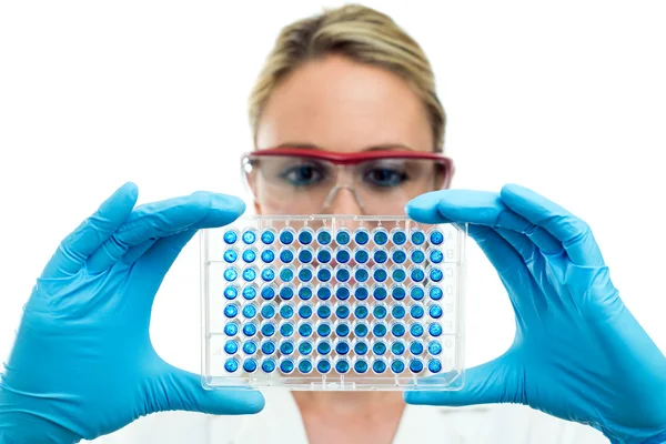 Onderzoeker microplate onderzoeken — Stockfoto