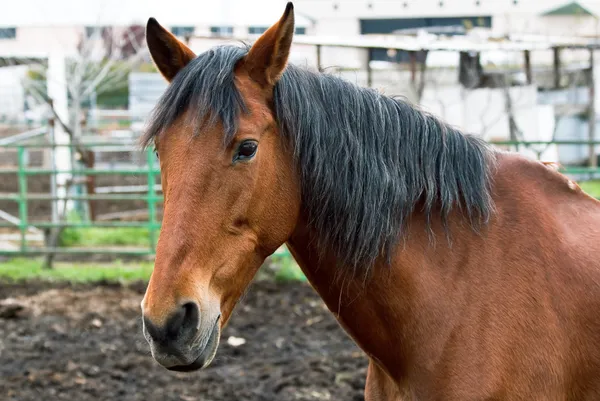 Paard in boerderij — Stockfoto