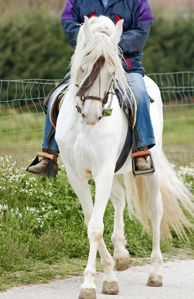 Paardrijden — Stockfoto