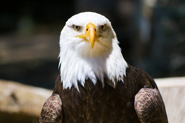bald eagle