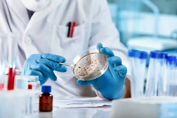 Técnico Laboratório Pesquisando Com Placa Petri Para Análise Microscópio Laboratório — Fotografia de Stock
