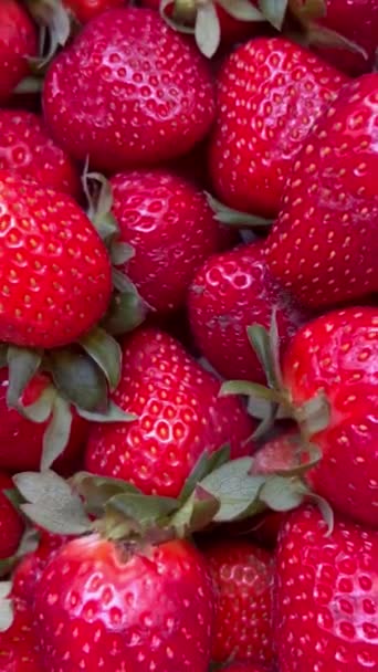 과일을 수확하는 가게에서 수확하는 딸기의 수확을 — 비디오