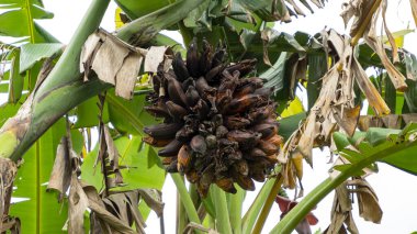 Ağaçta çürük muz. Muz ağaçları sık sık tropikal iklimlerde bulunur..