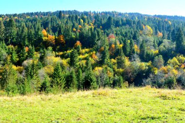 Sonbaharın ortasında Karpatlar ve Apuseni Dağları 'nda muhteşem manzara ve sararmış yapraklar. Karakteristik manzara. Renklerin Büyüsü.