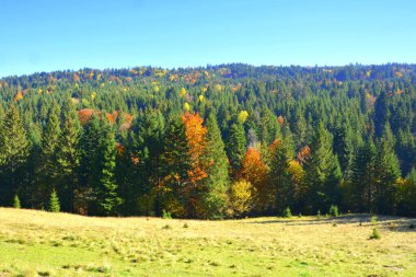 Sonbaharın ortasında Karpatlar ve Apuseni Dağları 'nda yaprakları sararmış ağaçlar. Karakteristik manzara. Renklerin Büyüsü.