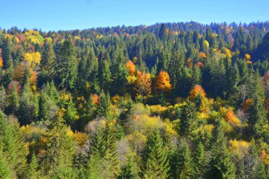 Sonbaharın ortasında Karpatlar ve Apuseni Dağları 'nda yaprakları sararmış ağaçlar. Karakteristik manzara. Renklerin Büyüsü.