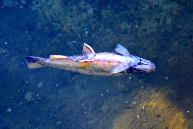 Sonbaharın ortasında Karpatlar ve Apuseni Dağları 'nda yaprakları sararmış ağaçlar. Karakteristik manzara. Renklerin Büyüsü.