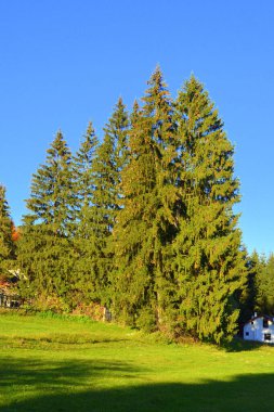 Güz ortasında Karpatlar ve Apuseni Dağları 'nda güzel manzara ve sararmış yapraklar. Karakteristik manzara. Renklerin Büyüsü.