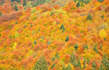 Sonbaharın ortasında Karpatlar ve Apuseni Dağları 'nda yaprakları sararmış ağaçlar. Karakteristik manzara. Renklerin Büyüsü.