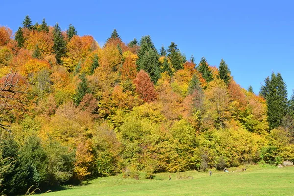 Wspaniały Krajobraz Żółte Liście Środku Jesieni Karpatach Górach Apuseni Charakterystyczny — Zdjęcie stockowe