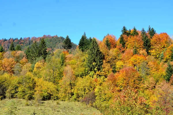 Magnifique Paysage Feuilles Jaunies Milieu Automne Dans Les Carpates Les — Photo