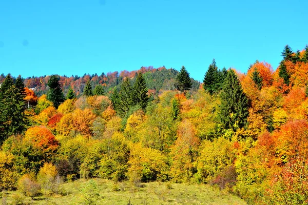 Wunderbare Landschaft Und Vergilbte Blätter Mitten Herbst Den Karpaten Und — Stockfoto