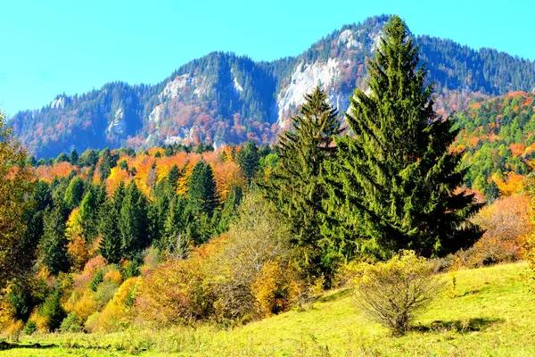 Prachtig Landschap Vergeelde Bladeren Midden Herfst Karpaten Het Apuseni Gebergte — Stockfoto