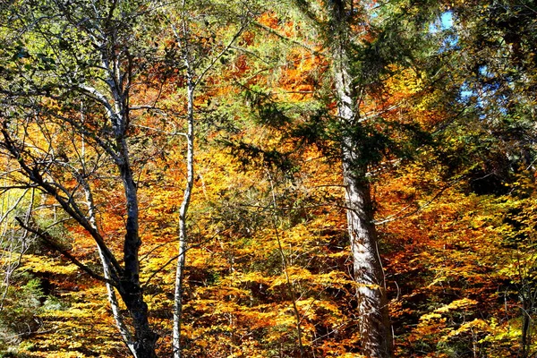 아름다운 경치와 누르스름 잎사귀들 가을철 가운데 카르파티아 산맥에 성격적 색깔의 — 스톡 사진
