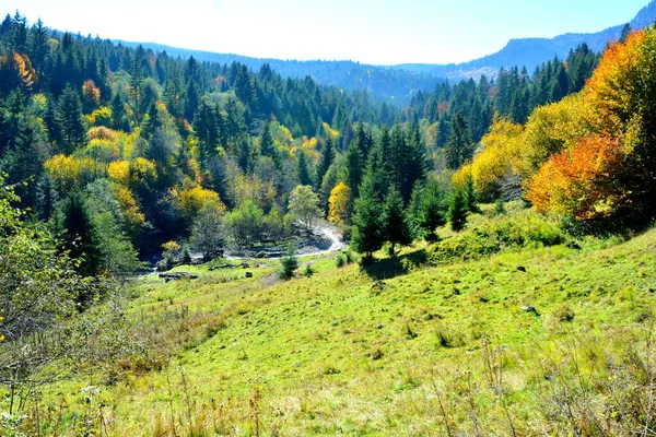 Magnifique Paysage Feuilles Jaunies Milieu Automne Dans Les Carpates Les — Photo