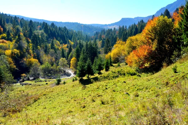 在喀尔巴阡山脉和阿普塞尼山脉的秋天 美丽的风景和黄色的树叶 独特的风景 色彩艳丽 — 图库照片