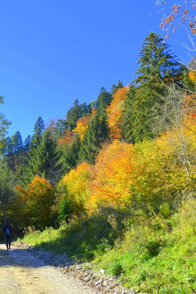 カルパティア山脈とアプセニ山脈の秋の半ばに素晴らしい風景と黄色の葉 特徴的な風景 色の魅力 — ストック写真