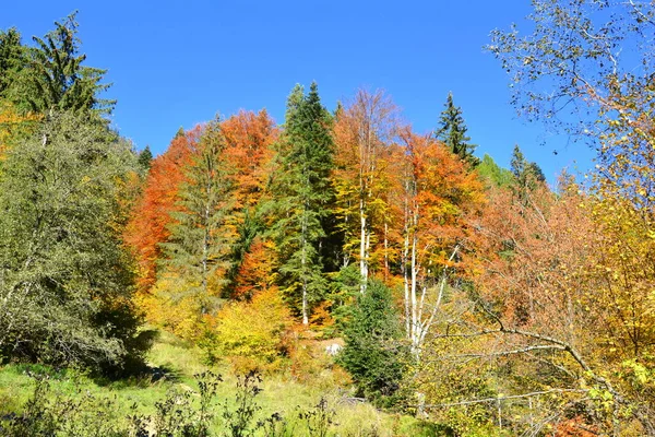 Wonderful landscape  and yellowed leaves, in the middle of autumn in the Carpathians and the Apuseni Mountains. Characteristic landscape. Enchantment of colors.