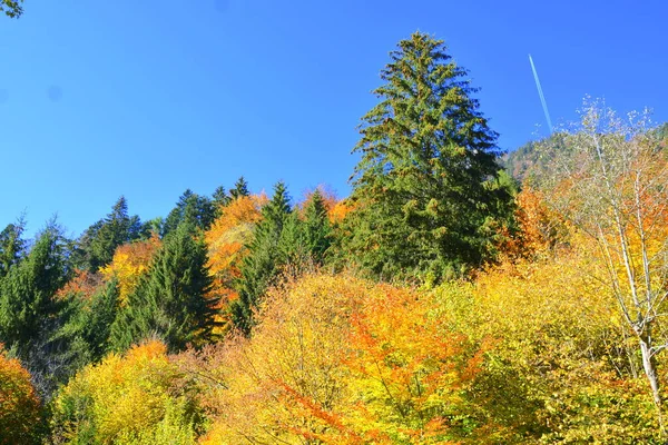 Nádherná Krajina Nažloutlé Listy Uprostřed Podzimu Karpat Apuseni Hory Charakteristická — Stock fotografie