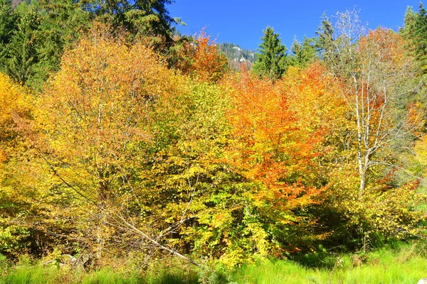 Nádherná Krajina Nažloutlé Listy Uprostřed Podzimu Karpat Apuseni Hory Charakteristická — Stock fotografie