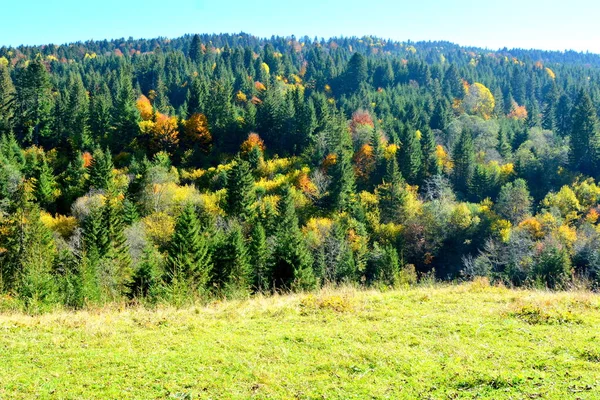 Prachtig Landschap Vergeelde Bladeren Midden Herfst Karpaten Het Apuseni Gebergte — Stockfoto