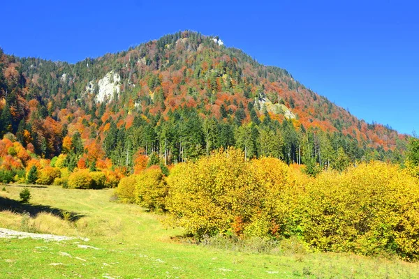 Прекрасный Пейзаж Желтые Листья Середине Осени Карпатах Горах Апушень Характерный — стоковое фото