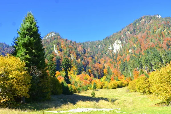 Prachtig Landschap Vergeelde Bladeren Midden Herfst Karpaten Het Apuseni Gebergte — Stockfoto