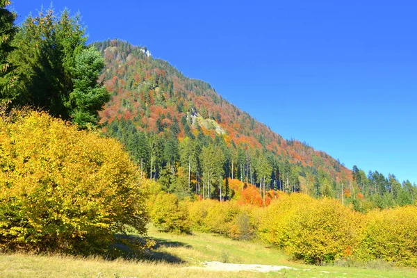Прекрасный Пейзаж Желтые Листья Середине Осени Карпатах Горах Апушень Характерный — стоковое фото