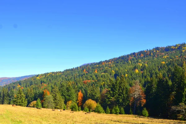 Prachtig Landschap Vergeelde Bladeren Midden Herfst Karpaten Het Apuseni Gebergte — Stockfoto