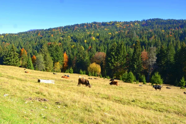 Trees with yellowed leaves, in the middle of autumn in the Carpathians and the Apuseni Mountains. Characteristic landscape. Enchantment of colors.