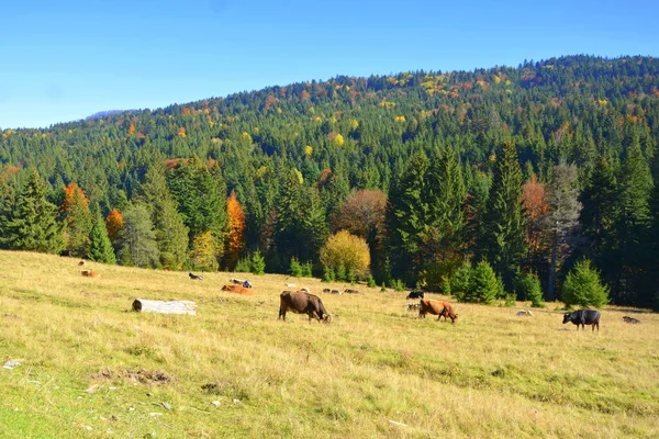 Bomen Met Vergeelde Bladeren Midden Herfst Karpaten Het Apuseni Gebergte — Stockfoto