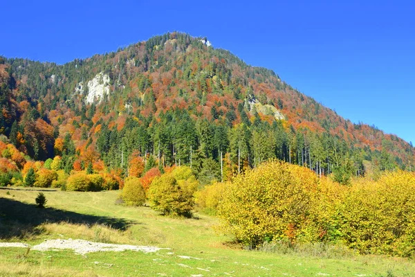 Trees with yellowed leaves, in the middle of autumn in the Carpathians and the Apuseni Mountains. Characteristic landscape. Enchantment of colors.
