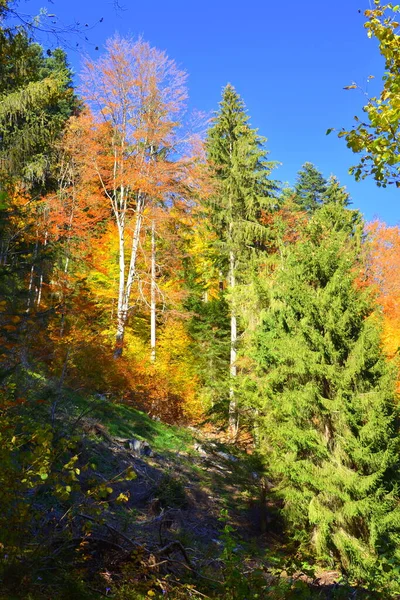 Trees with yellowed leaves, in the middle of autumn in the Carpathians and the Apuseni Mountains. Characteristic landscape. Enchantment of colors.