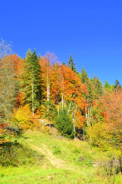 カルパティア山脈とアプセニ山脈の秋の半ばに 黄色の葉を持つ木 特徴的な風景 色の魅力 — ストック写真