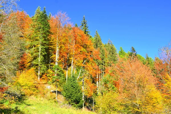 Bäume Mit Vergilbten Blättern Mitten Herbst Den Karpaten Und Apuseni — Stockfoto