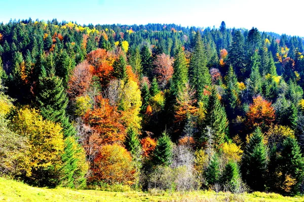 Trees with yellowed leaves, in the middle of autumn in the Carpathians and the Apuseni Mountains. Characteristic landscape. Enchantment of colors.