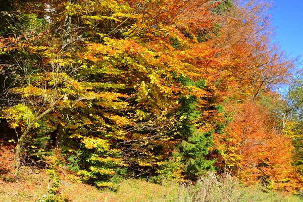 Trees with yellowed leaves, in the middle of autumn in the Carpathians and the Apuseni Mountains. Characteristic landscape. Enchantment of colors.