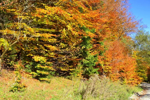 Trees with yellowed leaves, in the middle of autumn in the Carpathians and the Apuseni Mountains. Characteristic landscape. Enchantment of colors.