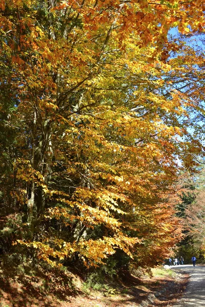 Trees with yellowed leaves, in the middle of autumn in the Carpathians and the Apuseni Mountains. Characteristic landscape. Enchantment of colors.