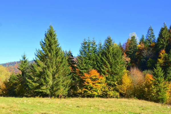 Bäume Mit Vergilbten Blättern Mitten Herbst Den Karpaten Und Apuseni — Stockfoto